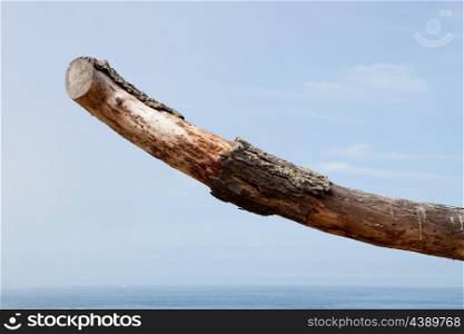 Dry tree trunk with the sea horizon in the background