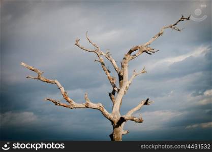 Dry tree with a cloudy sky of background
