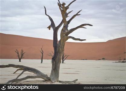 Dry trees against red dunes in Deadvlei, Sossusvlei. Namib-Naukluft National Park, Namibia, Africa