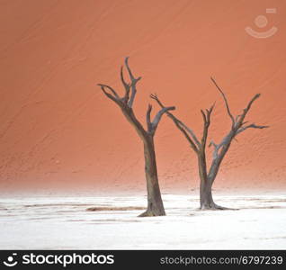Dry trees against red dunes in Deadvlei, Sossusvlei. Namib-Naukluft National Park, Namibia, Africa