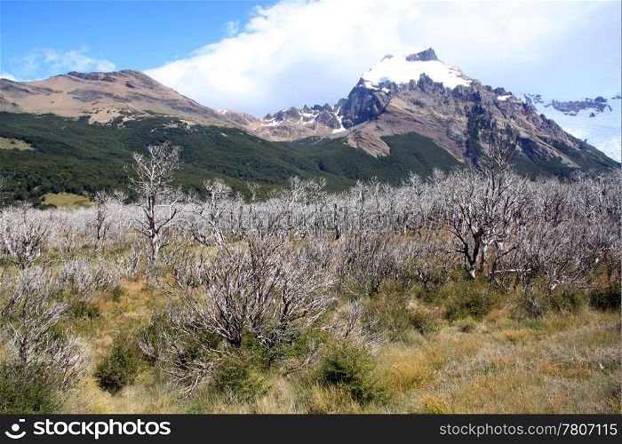 Dry trees and forest in national park near El Chalten, Argentina