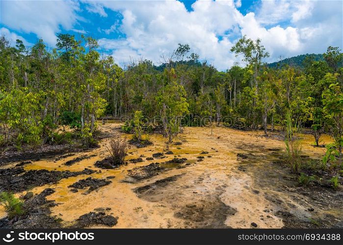 dry trees and parched swamp in the rainforest in Krabi, Thailand