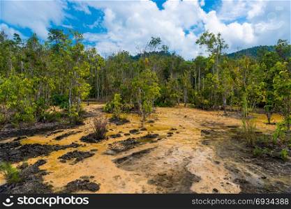 dry trees and parched swamp in the rainforest in Krabi, Thailand