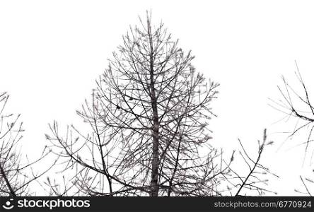 dry trees isolated on white background