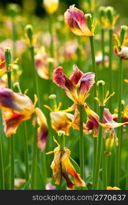 Dry Tulip Field