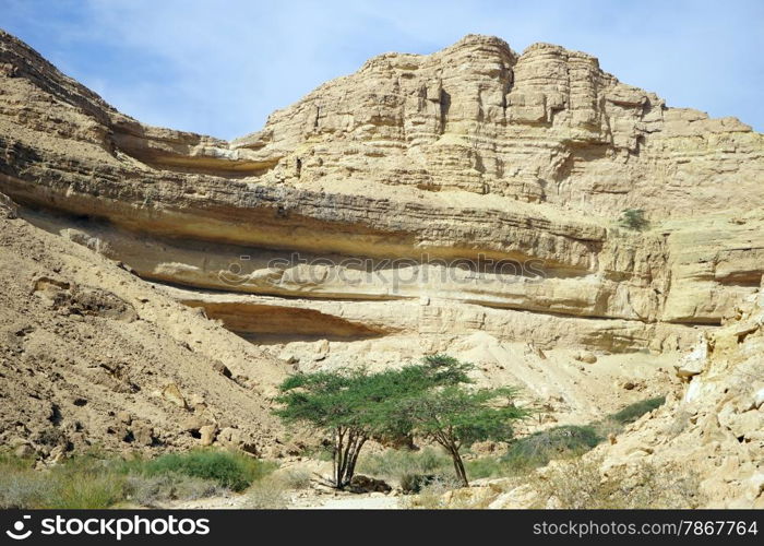 Dry waterfall and acacia trees in Makhtesh Katan crater, Israel