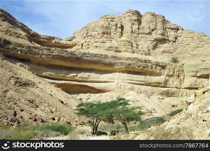 Dry waterfall and acacia trees in Makhtesh Katan crater, Israel