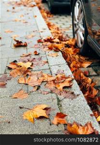 Dry yellow autumn leaves on the city sidewalk. Urban Fall concept