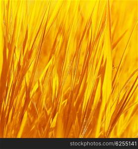 Dry yellow grass background, autumn nature, abstract natural backdrop, golden ripe wheat field, harvest season, agriculture concept