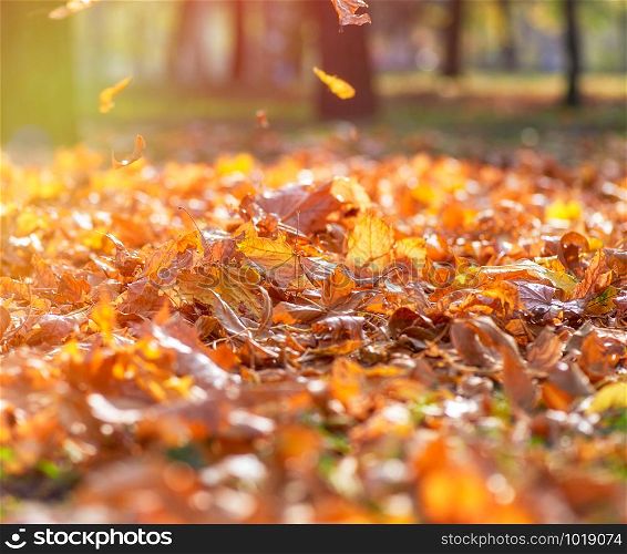 dry yellow maple leaves on the ground, selective focus, autumn city park with yellowed leaves on the trees in the sun, day