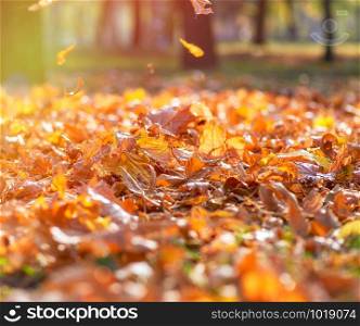 dry yellow maple leaves on the ground, selective focus, autumn city park with yellowed leaves on the trees in the sun, day