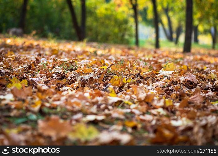dry yellow maple leaves on the ground, selective focus, autumn day