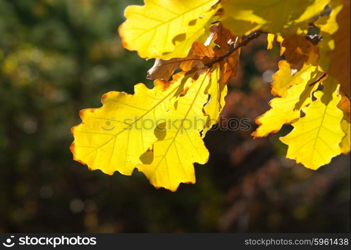 Dry yellow oak leaves at forest