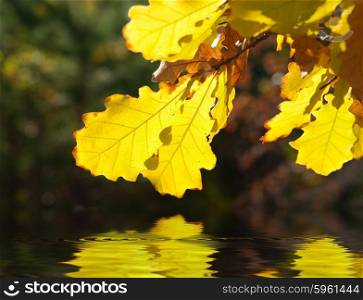 Dry yellow oak leaves over water