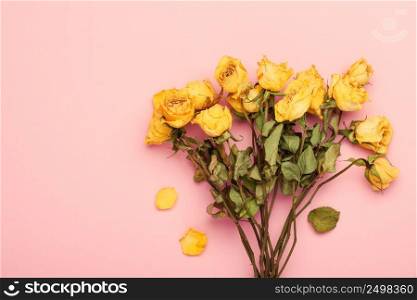 Dry yellow roses bouquet on pink pastel background with copy-space