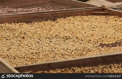 Drying of cocoa and coffee beans, Sao Tome and Principe, Africa