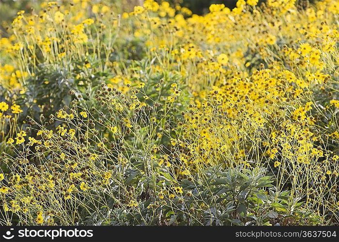 Dubai, UAE, Colourful yellow flowers in gardens at Creekside Park in Bur Dubai