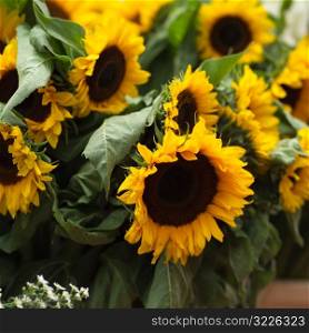 Dublin, Ireland - sunflowers