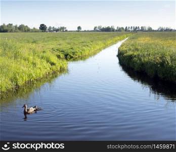 duck and duckling in canal between green meadows with grass and flowers in holland