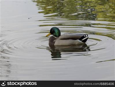 duck and lake photo. Beautiful picture, background, wallpaper