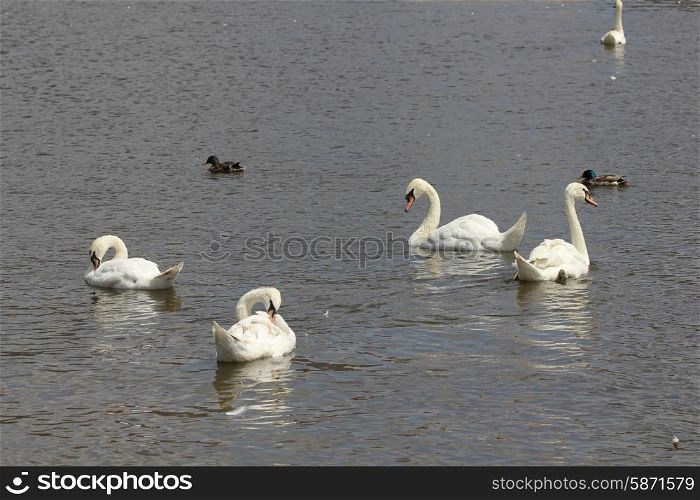 Duck and white swans flock on pond 8433. Duck and white swans 8433