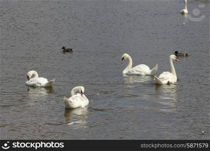 Duck and white swans flock on pond 8433. Duck and white swans 8433
