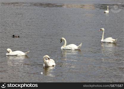Duck and white swans flock on pond 8434. Duck and white swans 8434