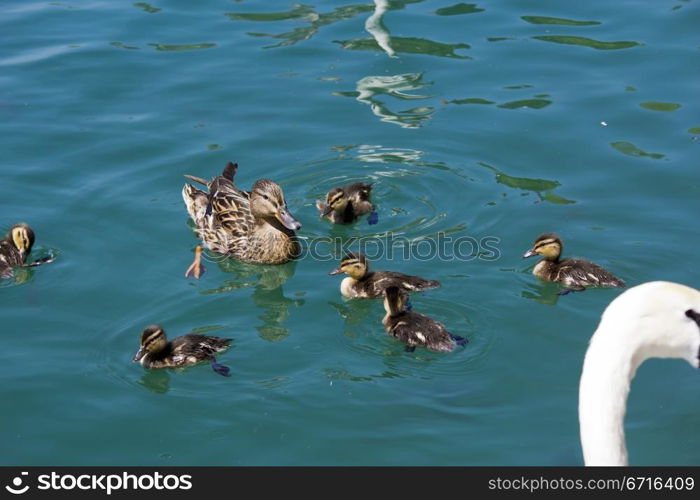 Duck family