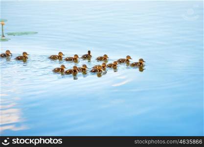 Duck family with many small ducklings swimming on the river