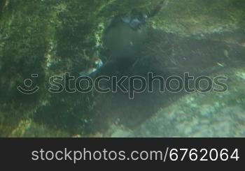 Duck feeding on the ground underwater
