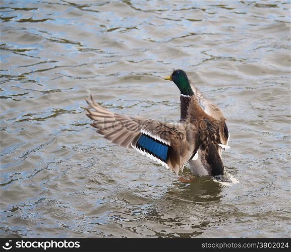 duck flaps its wings