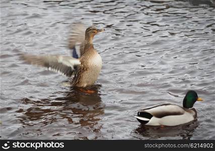 duck flaps its wings on the lake