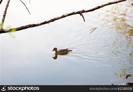 Duck floating in a pond