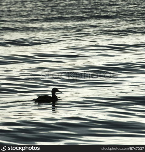 Duck floating on a lake at dawn, Lake of The Woods, Ontario, Canada