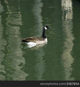 Duck floating on green lake in Sacramento, California.