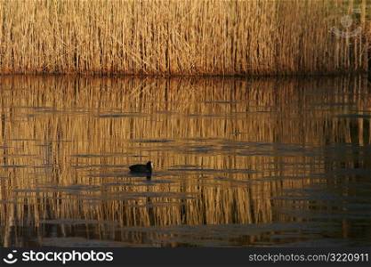 Duck Floating on Quiet Pond
