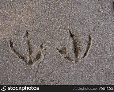 duck footprints,imprints on raw sand