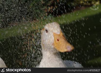 Duck having a bath under a hosepipe