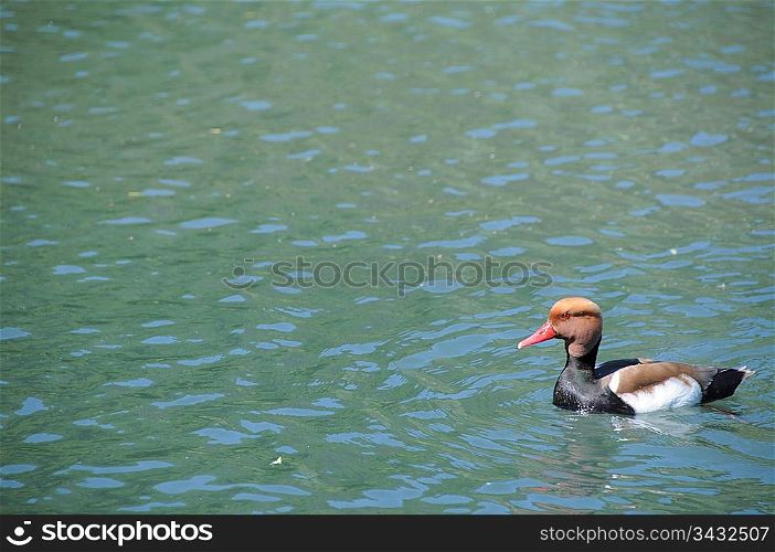 Duck in a pond