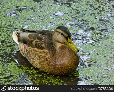 Duck in a pond. duck swims on the pond tighten green slime