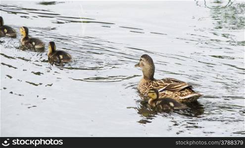 Duck in a pond. duck with ducklings swimming in a pond