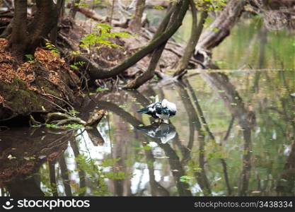 duck in a pond on a background of trees