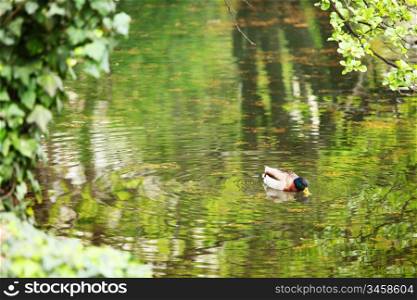 duck in green pond