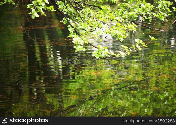 duck in green pond