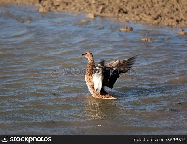 Duck in Salburua, Vitoria, Alava, Basque Country, Spain