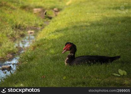 Duck in the grass scene