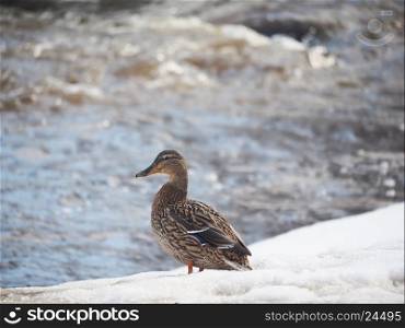 duck in the snow