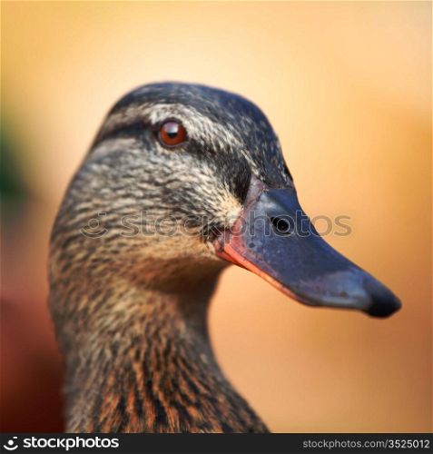 duck in zoo macro close up