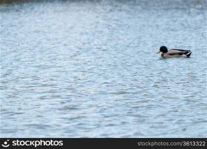 Duck on a pond - background with copyspace