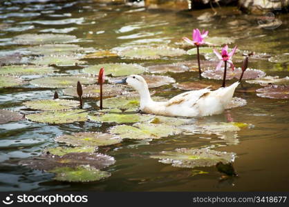 Duck on lilly pond eats a flower